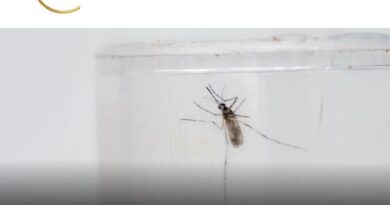 O Brasil ultrapassou 1,5 milhão de casos de dengue nesta segunda-feira (11), e já contabiliza 391 mortes confirmadas pela doença.