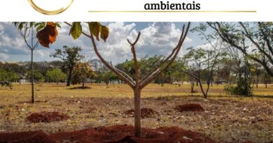 O Congresso Nacional tem 25 projetos de lei e três PECs (Propostas de Emenda à Constituição) que sugerem alterações em leis ambientais.