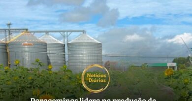 Paragominas destaca-se no Estado do Pará por sua extensa área plantada, em um polo agrícola de mais de 600 mil hectares.