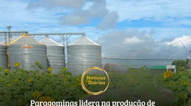 Paragominas destaca-se no Estado do Pará por sua extensa área plantada, em um polo agrícola de mais de 600 mil hectares.