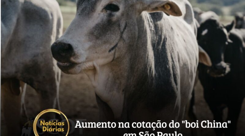 O viés de alta que rondava o mercado desde o começo de agosto se concretizou essa semana. Após a alta registrada na última terça-feira para a novilha, hoje, a cotação do "boi China" subiu R$2,00/@.