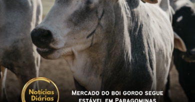 O mercado do boi gordo em Paragominas manteve estabilidade nas cotações, de acordo com a Scot Consultoria.