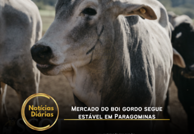 O mercado do boi gordo em Paragominas manteve estabilidade nas cotações, de acordo com a Scot Consultoria.