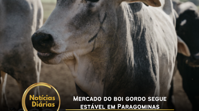 O mercado do boi gordo em Paragominas manteve estabilidade nas cotações, de acordo com a Scot Consultoria.