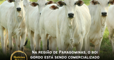 Na região de Paragominas, o boi gordo está sendo comercializado em R$290,00 a arroba