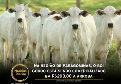 Na região de Paragominas, o boi gordo está sendo comercializado em R$290,00 a arroba