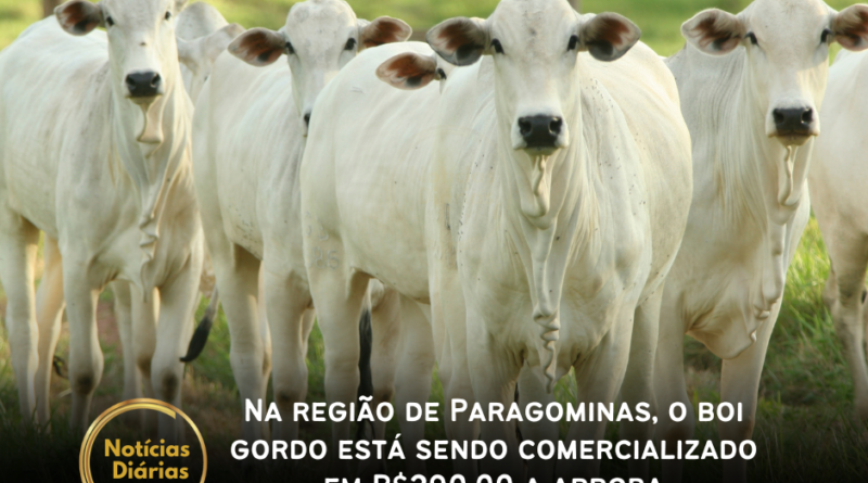 Na região de Paragominas, o boi gordo está sendo comercializado em R$290,00 a arroba