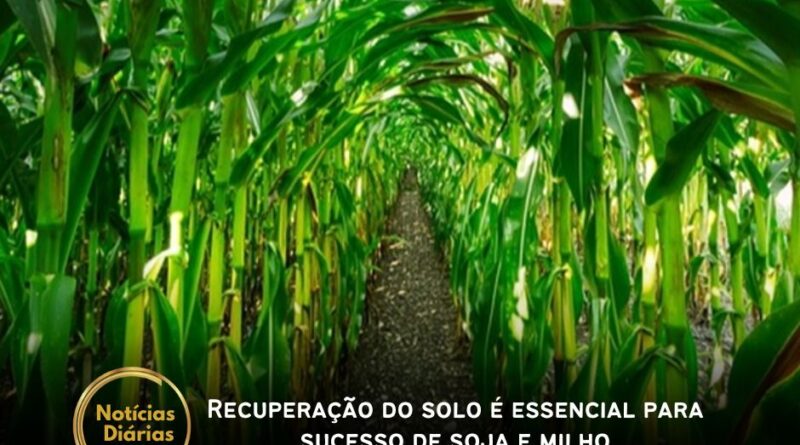 Recuperação do solo é essencial para sucesso de soja e milho