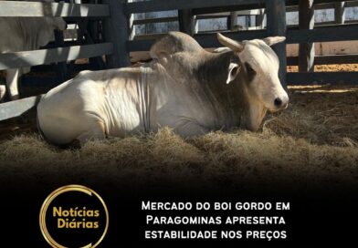 Na última semana, o mercado de boi gordo em Paragominas, no Pará, registrou estabilidade nos preços, de acordo com dados da Scot Consultoria