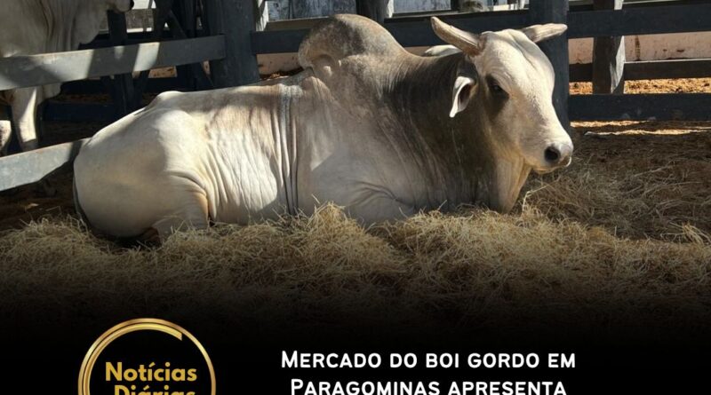 Na última semana, o mercado de boi gordo em Paragominas, no Pará, registrou estabilidade nos preços, de acordo com dados da Scot Consultoria